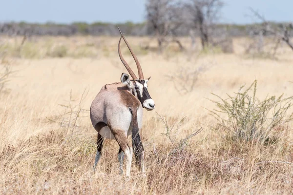 Oryx, також називається gemsbok, з деформованих роги — стокове фото