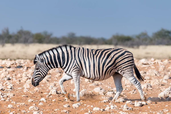 Pregnant Burchells zebra mare walking in red sand — Stock Photo, Image