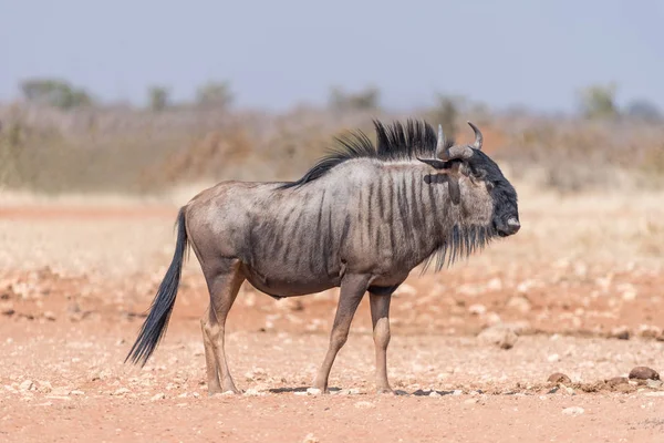 Blue wildebeest walking — Stock Photo, Image