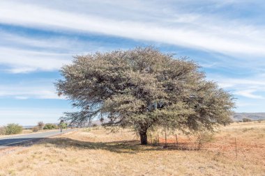 Deve diken veya mokala ağacı tohum pods ile kaplı