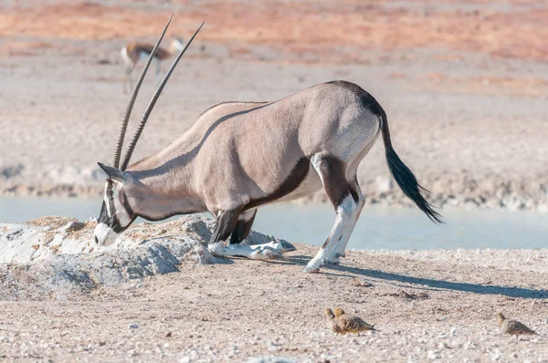 Oryx, auch Gemsbok genannt, kniet nieder, um Wasser zu trinken — Stockfoto