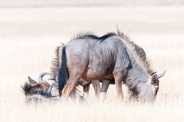 Blue wildebeest grazing and lying in grass — Stock Photo, Image