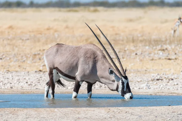 Oryx, también llamado gemsbok, agua potable en un pozo de agua —  Fotos de Stock