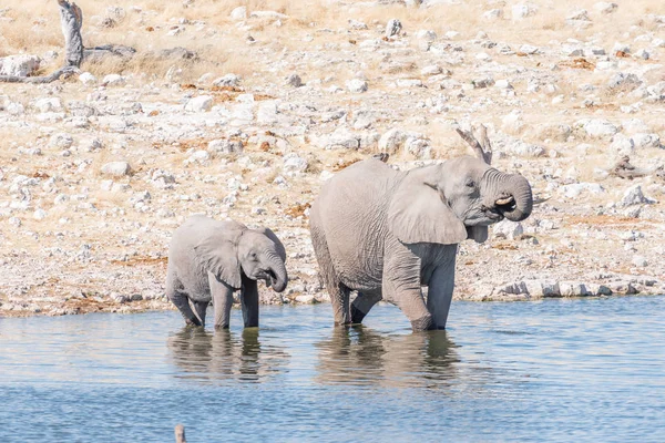 Vaca elefante africana e bezerro água potável — Fotografia de Stock