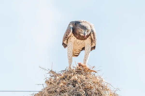 Martial eagle eating prey on communal bird nest — Stock Photo, Image