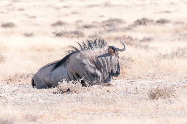 Blue wildebeestlying in grass — Stock Photo, Image