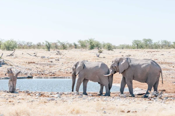 Afrikaanse olifant duwen met haar slurf tegen een ander olifant — Stockfoto