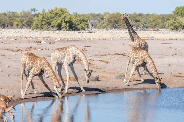 Giraffe namibiane acqua potabile in una pozza d'acqua — Foto Stock