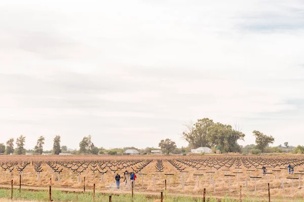Farm workers building trellises  for a new vineyard on Kanoneila — Stock Photo, Image