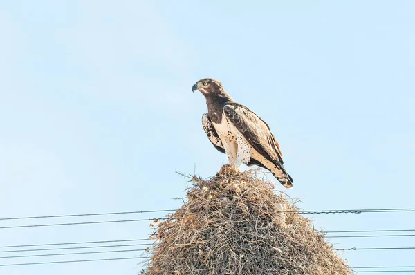 Martial eagle with prey on communal bird nest — Stock Photo, Image