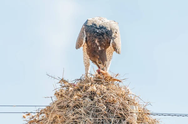 Martial eagle eating prey on communal bird nest — Stock Photo, Image