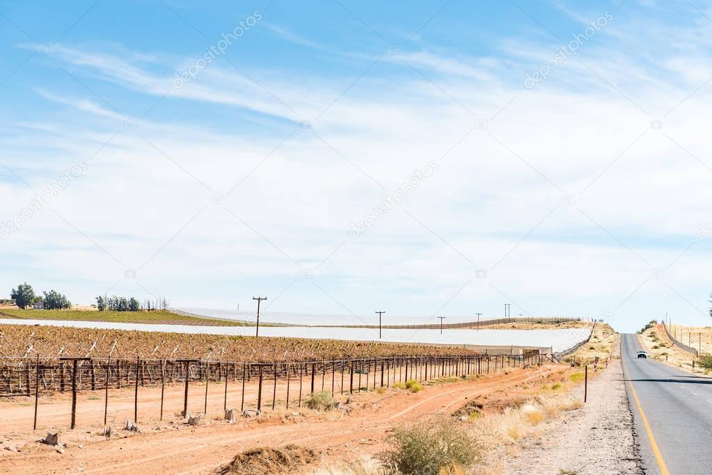 Road between Marchand and Augrabies town with vineyards — Stock Photo