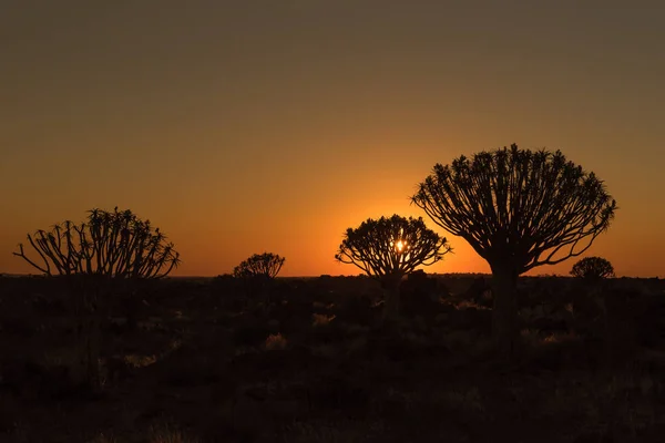 Sylwetki o zachodzie słońca kołczan drzew i skał o Garas — Zdjęcie stockowe