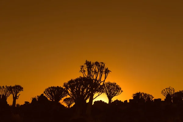 Sunset view of quiver tree forest at Garas — Stock Photo, Image