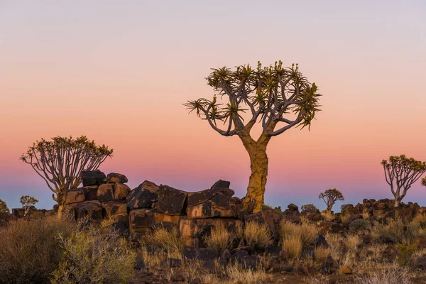 La hora azul se convierte en hora dorada en el bosque de árboles carcaj —  Fotos de Stock