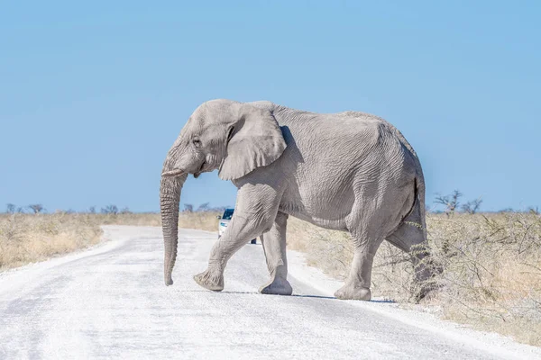 Witte Afrikaanse olifant, bedekt met witte calcrete stof — Stockfoto