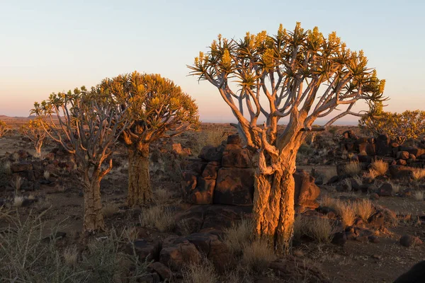 Zonsondergang van quiver tree forest op Garas — Stockfoto