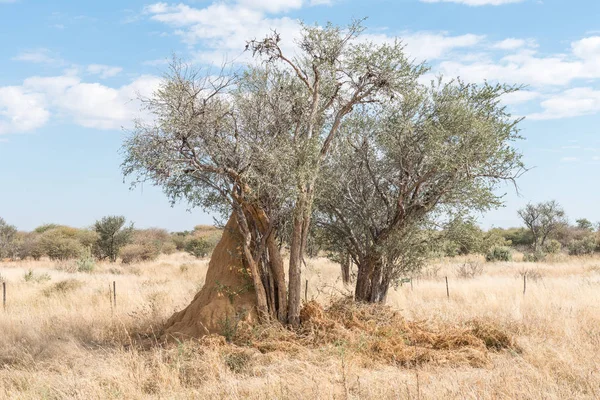 Anthill below a tree between Okahandja and Otjiwarongo — Stock Photo, Image