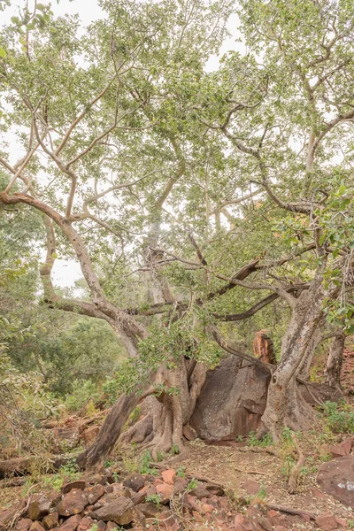 Wilder Feigenbaum wächst um Felsbrocken auf dem Wasserberg-Plateau — Stockfoto