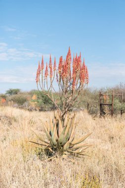 Windhoek veya dağ Aloe, Otjiwarongo kuzeyinde Aloe littoralis