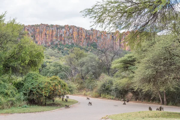 Baboons and warthogs below the Waterberg Plateau near Otjiwarong — Stock Photo, Image