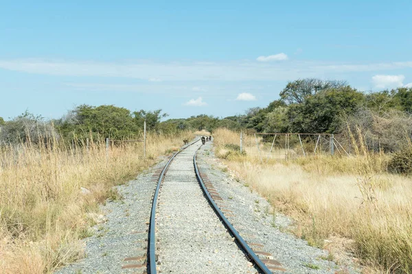 Chacma babianer på järnvägsspåret mellan Kombat och Grootfo — Stockfoto