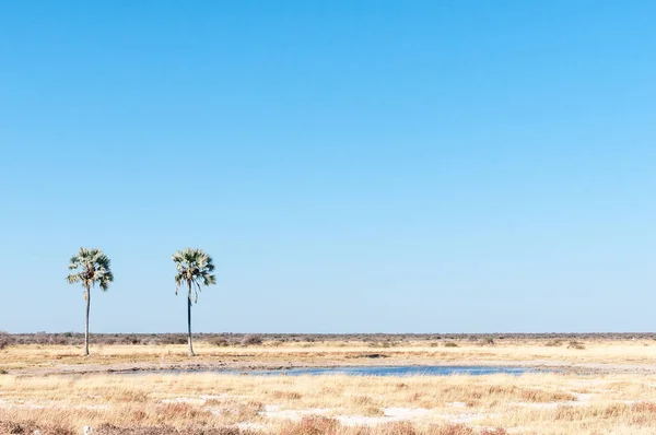 Twee palmen waterhole op fisscher Pan in noordelijk Namibië — Stockfoto