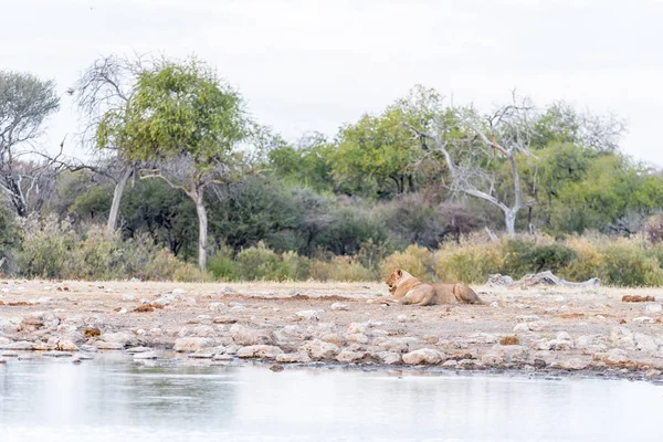 Dos leonas en un pozo de agua en Namibia — Foto de Stock