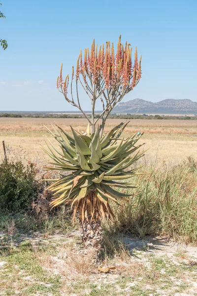 Windhoek lub góry aloes, Aloe littoralis, o Hoba — Zdjęcie stockowe