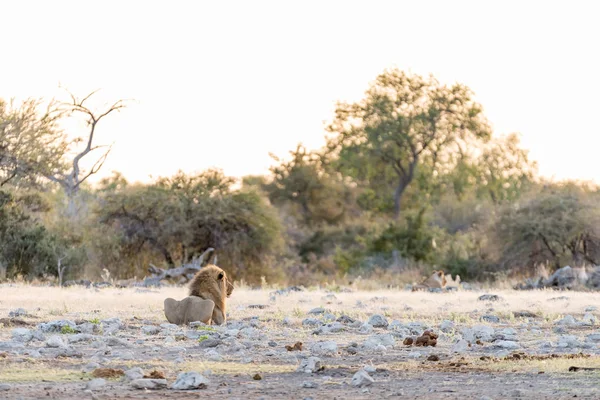 Leone maschio all'alba in Namibia — Foto Stock