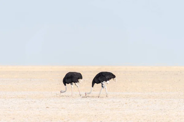 Two male ostriches, Struthio camelus, on Fischers Pan — Stock Photo, Image