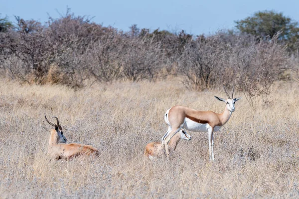 Dos springboks tumbados en la hierba y uno de pie — Foto de Stock