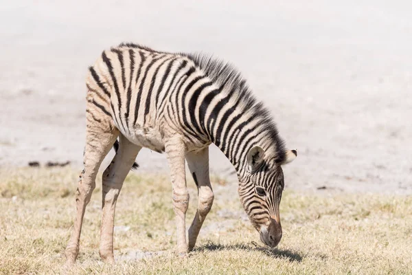 Burchells zebra foal, Equus quagga burchellii, grazing — Stock Photo, Image