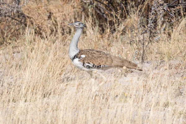 Kori Bustard, Ardeotis kori, in Northern Namibia — Stock Image Kori Bustard, Ardeotis kori, in Northern Namibia Stock Photo