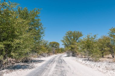Mopani ağaçlar ve calcrete toz renkli beyaz olan yol