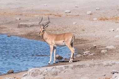 Kara yüzlü Impala ram, bir ziyarette200 Aepyceros melampus