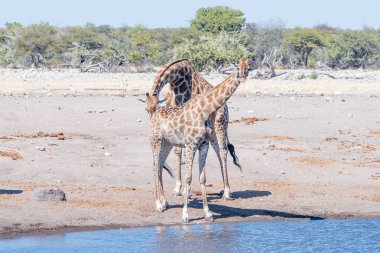 Namibya zürafa boğa bir fema üreme durumunu sınar