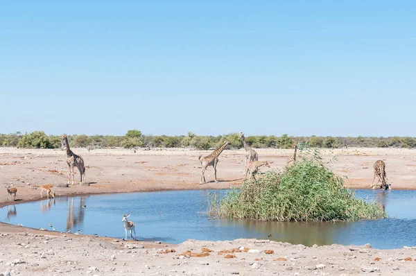 Пейзаж с намибийскими жирафами, камбалами, спрингбоком и бурчелом — стоковое фото
