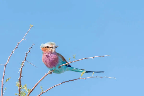 Een roller lilaborst op een boom thorn — Stockfoto