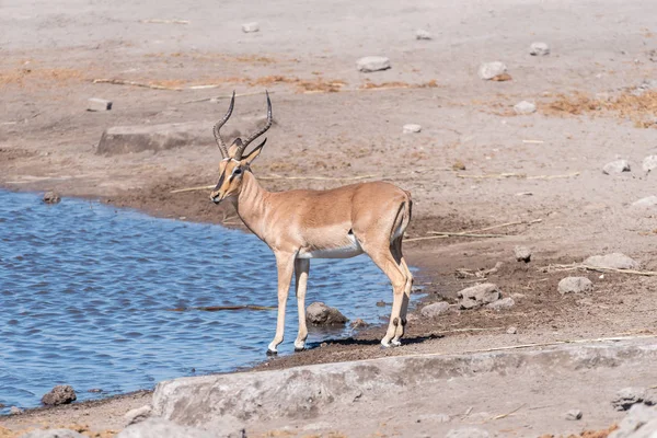 Ariete impala dalla faccia nera, Aepyceros melampus, in un pozzo d'acqua — Foto Stock