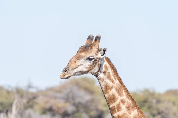 Ritratto ravvicinato di una giraffa namibiana, giraffa camelopardalis — Foto Stock