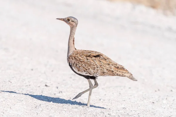 Šedý korhaan, Lophotis ruficrista, v Severní Namibie — Stock fotografie