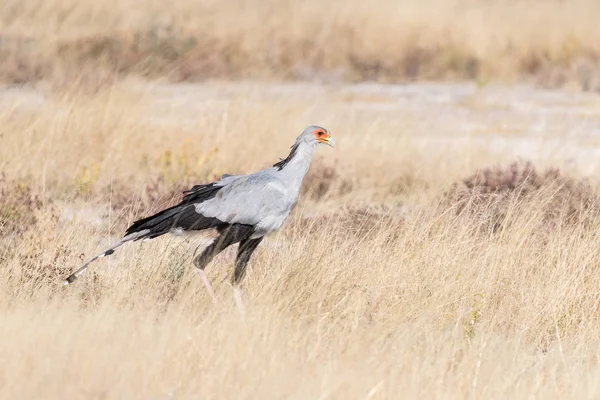 秘書の鳥、草の中を歩いて射手座 serpentarius — ストック写真