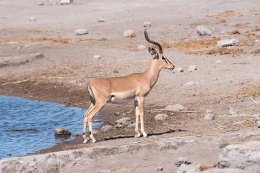 Kara yüzlü Impala ram, bir ziyarette200 Aepyceros melampus