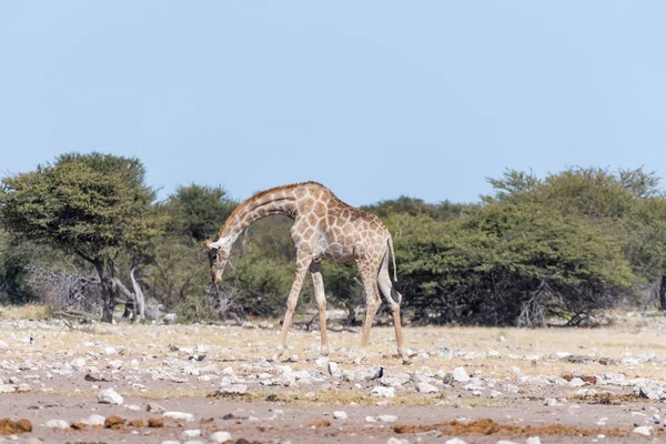 Jirafa namibia, Giraffa camelopardalis angolensis, ingenio andante — Foto de Stock