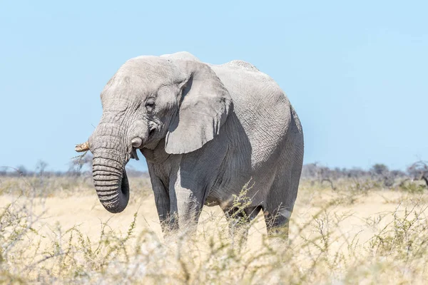 Elefante africano bianco, ricoperto di polvere di calcare bianco — Foto Stock