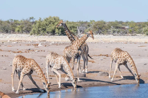 Jirafas namibias bebiendo agua en un pozo de agua —  Fotos de Stock