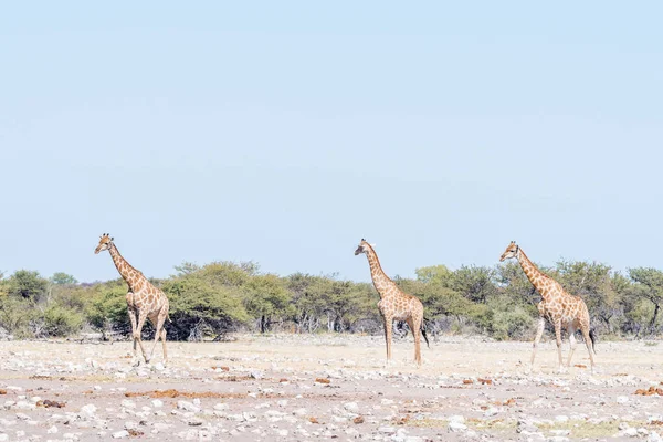 Три намибийских жирафа, Giraffa camelopardalis angolensis, прогулка — стоковое фото