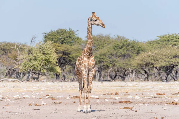 Girafa namibiana voltada para a câmera — Fotografia de Stock