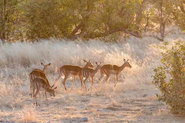 Troupeau d'impala à face noire au coucher du soleil — Photo